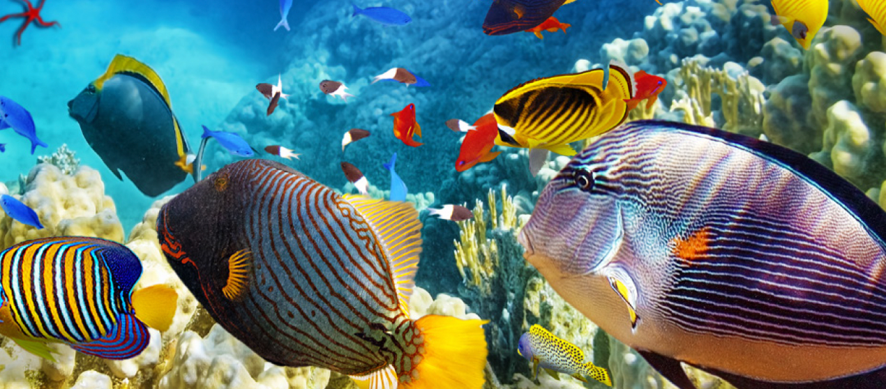 Colorful fish in a coral reef